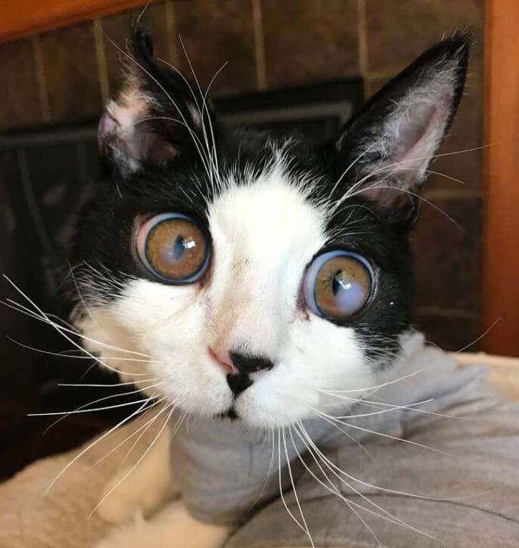When a woman adopts a kitten with large eyes she quickly realizes that the cat is really special 5