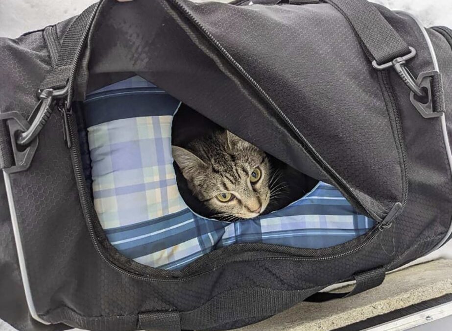 When the bomb squad arrived to investigate a suspicious bag they were shocked to hear meows from the bag 1