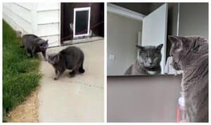 When the woman goes to bring the cat inside she finds a clone and is unable to tell the difference