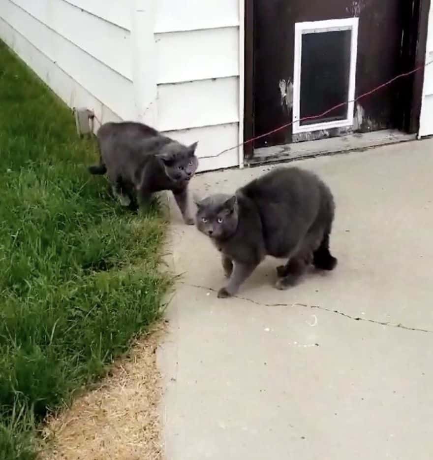 When the woman goes to bring the cat inside she finds a clone and is unable to tell the difference between them 1