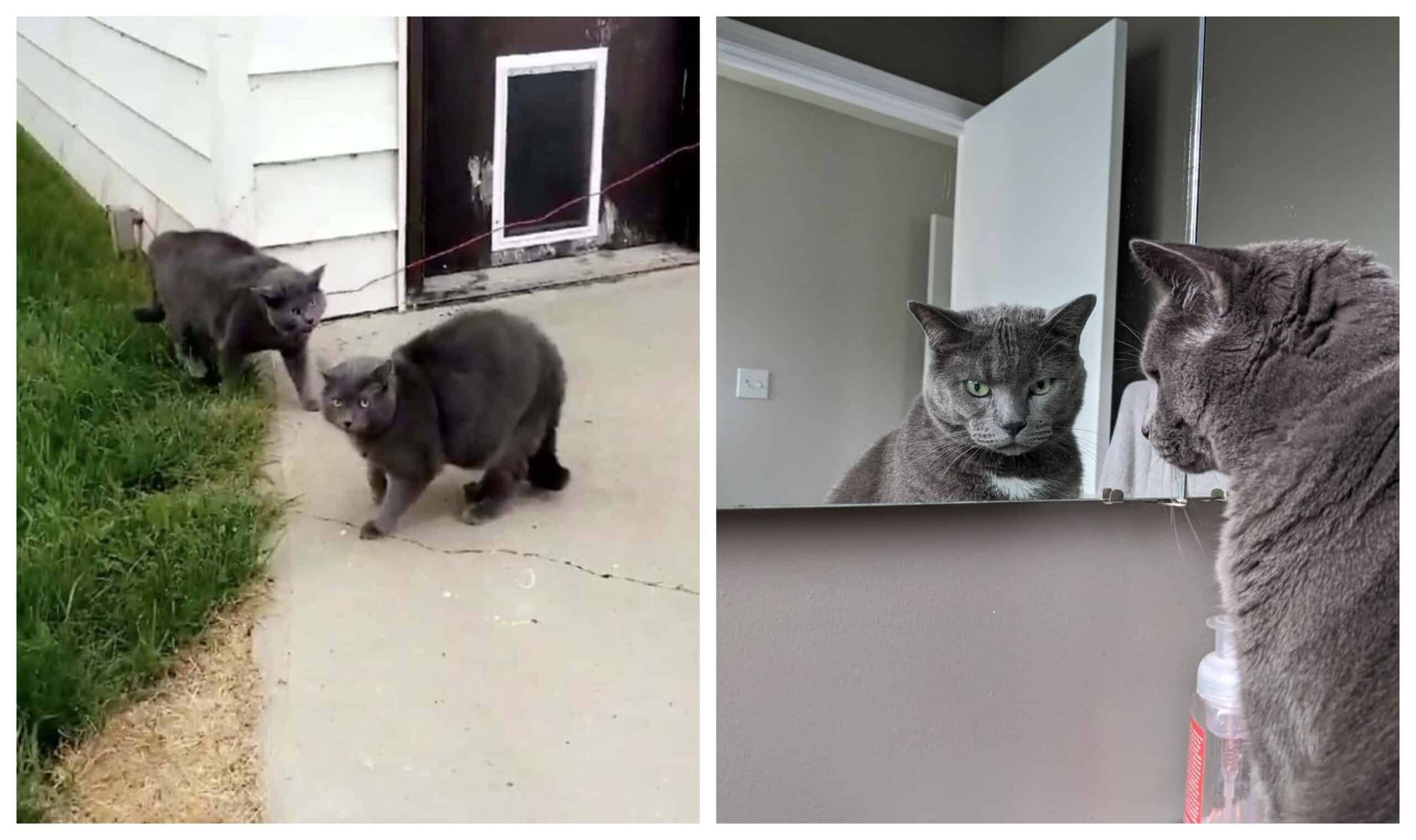 When the woman goes to bring the cat inside, she finds a clone and is unable to tell the difference between them