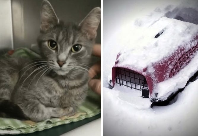 Winter was left in the snow in a carrier