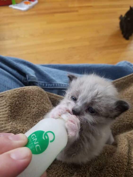 Without a mother this cat would have died next to a fence alone but look at him now 1