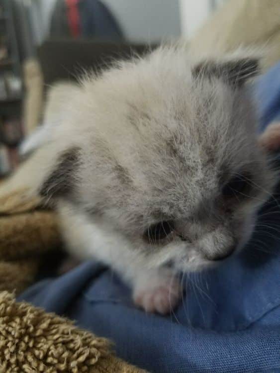 Without a mother this cat would have died next to a fence alone but look at him now 2