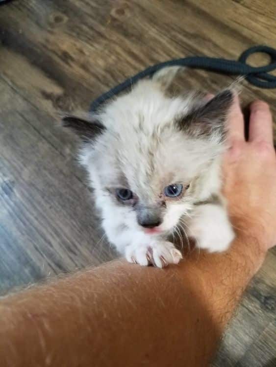 Without a mother this cat would have died next to a fence alone but look at him now 3