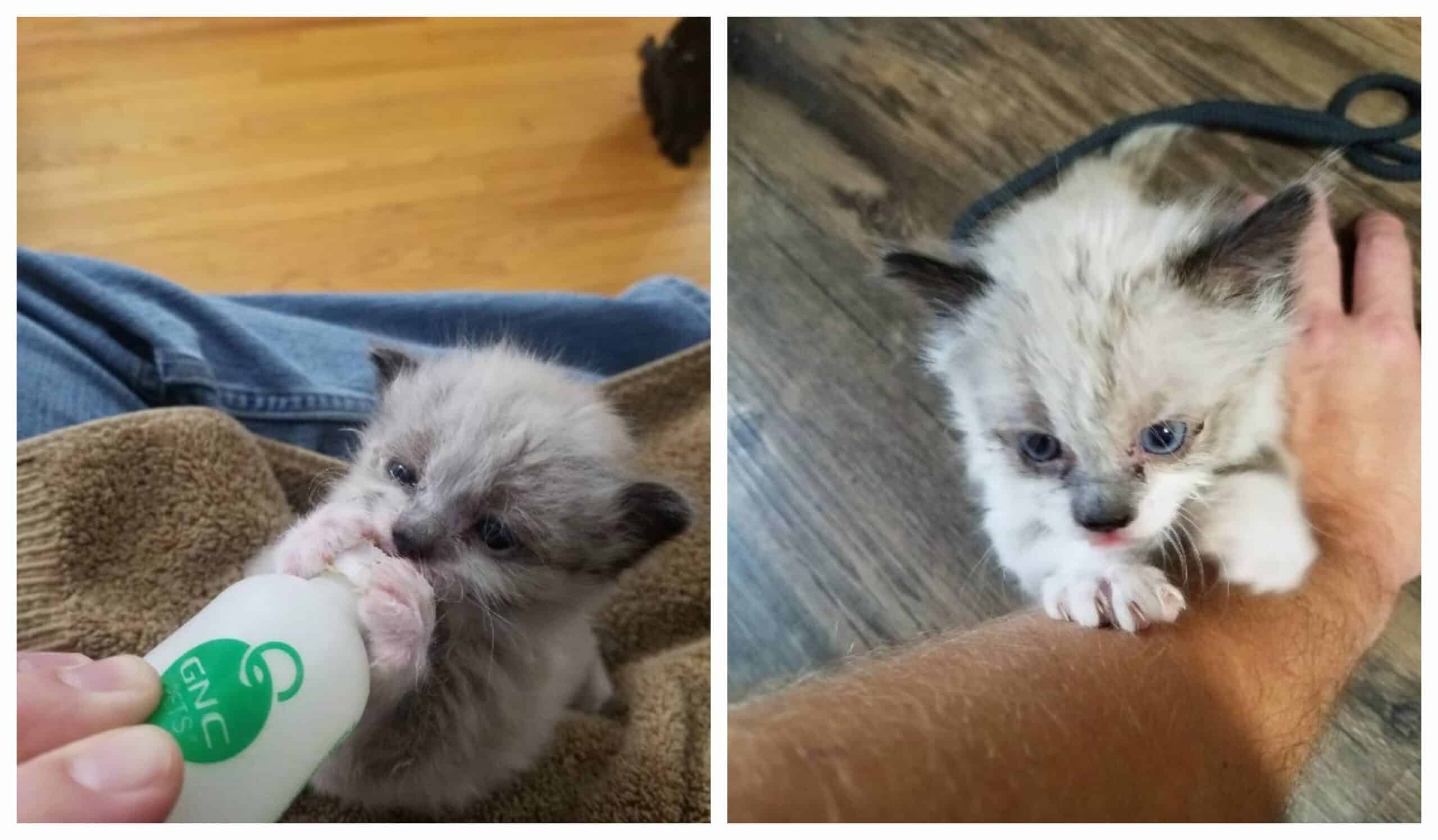 Without a mother this cat would have died next to a fence alone but look at him now
