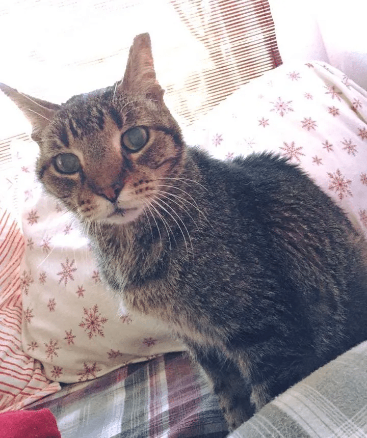 16-year-old cat lost his only home and shares his happiness at finding a new family 1