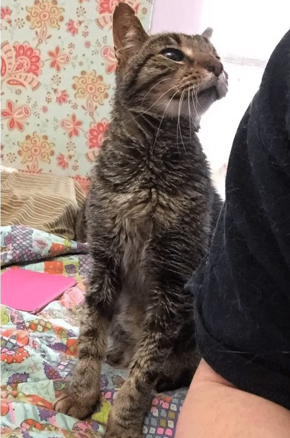 16-year-old cat lost his only home and shares his happiness at finding a new family 3