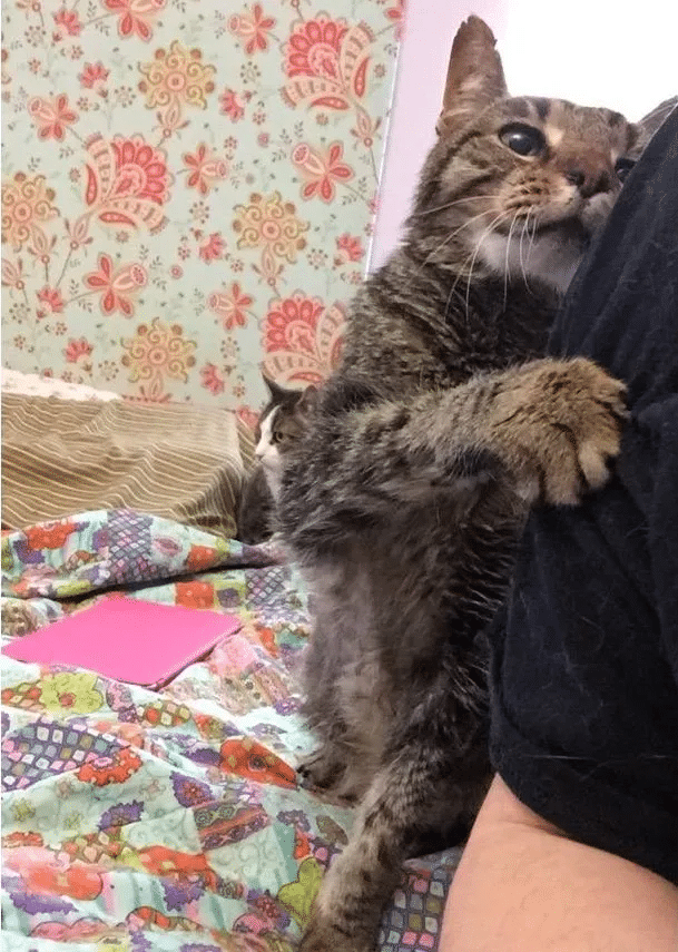 16-year-old cat lost his only home and shares his happiness at finding a new family 4