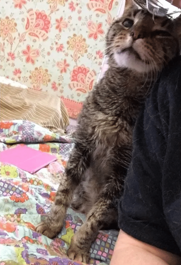 16-year-old cat lost his only home and shares his happiness at finding a new family 5