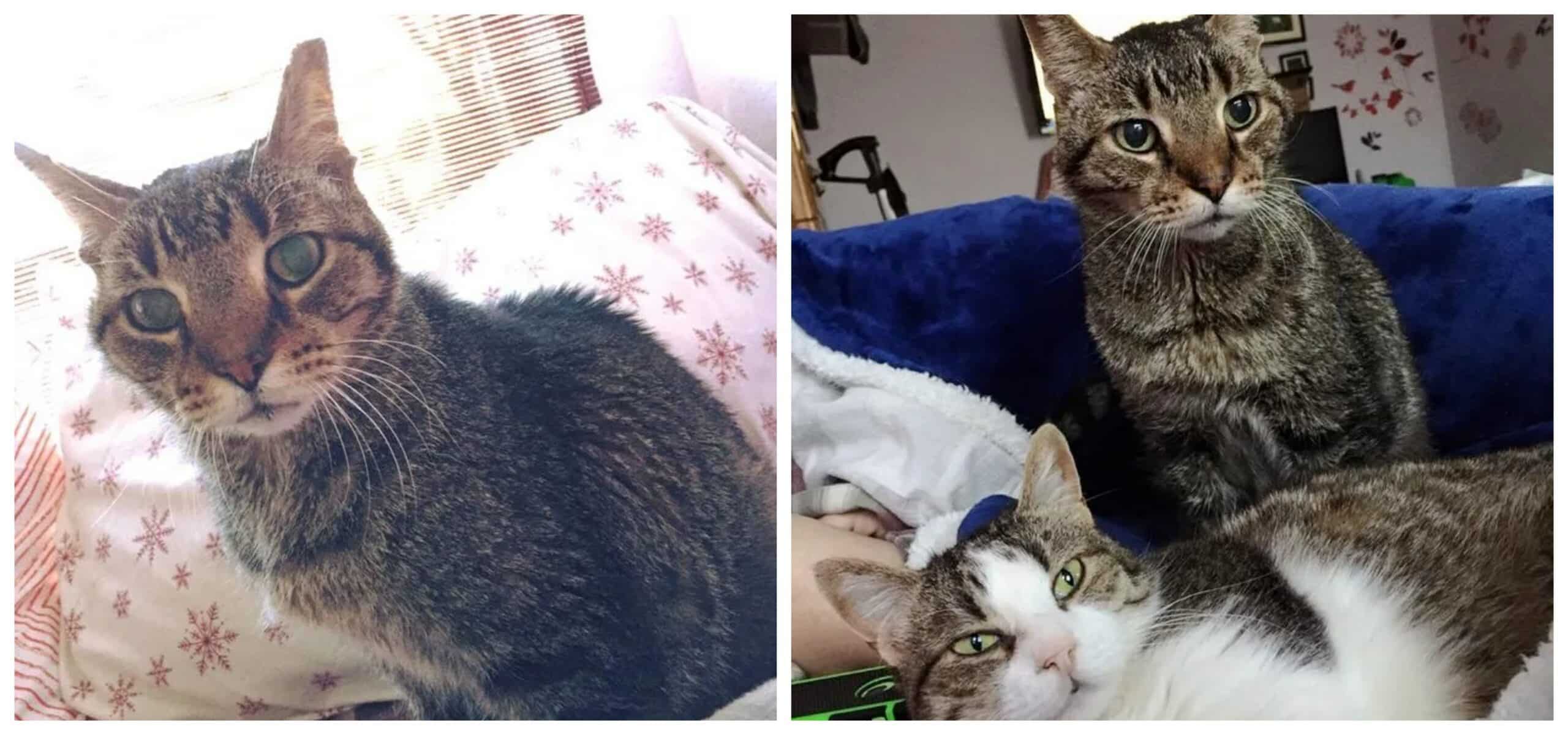 16-year-old cat lost his only home and shares his happiness at finding a new family