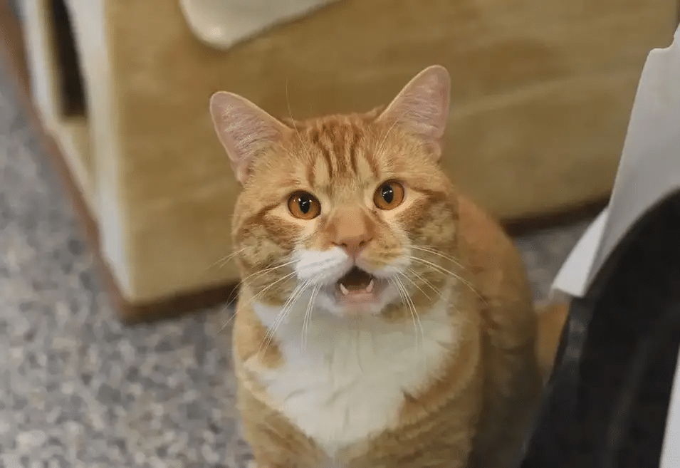 Shelter cat waves at people in the hopes of getting a home