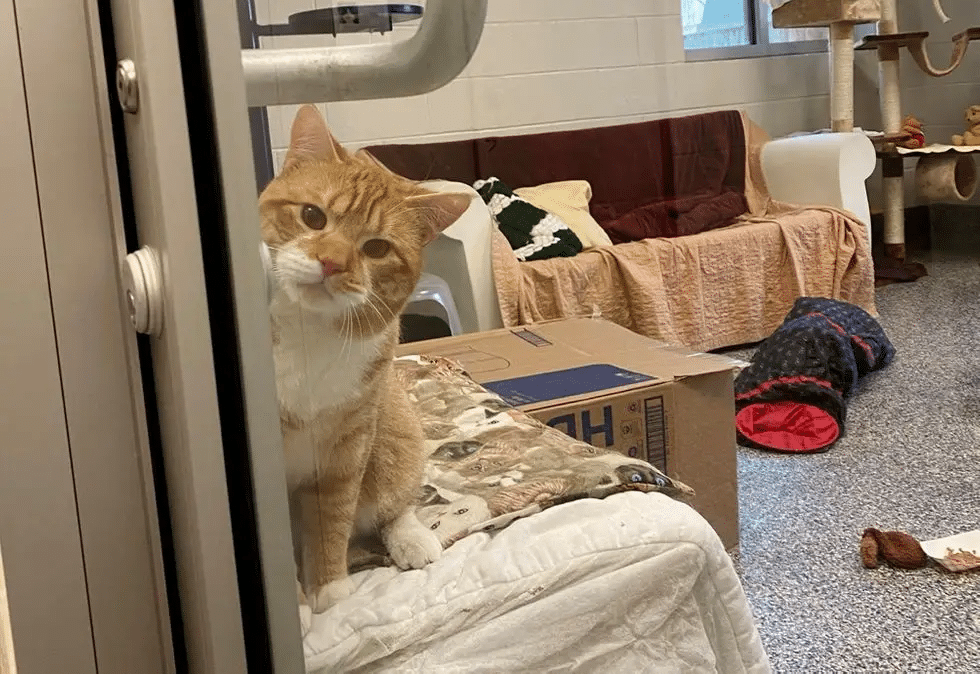 Shelter cat waves at people in the hopes of getting a home