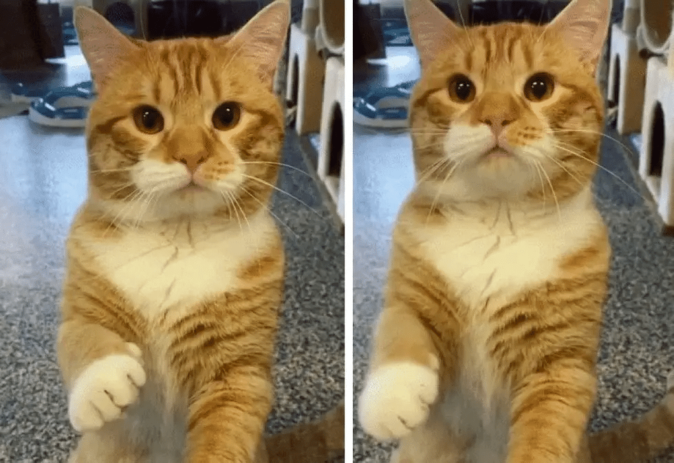 Shelter cat waves at people in the hopes of getting a home