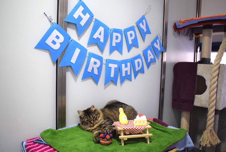 After throwing a birthday party and no one showed up, a shelter cat is still looking for a home