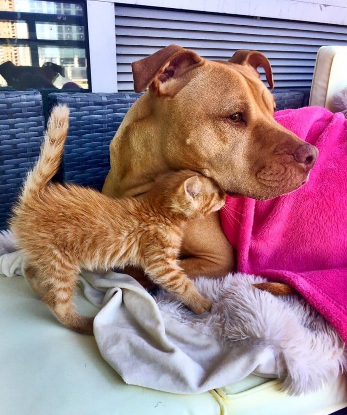 This rescued dog finally gets a cat to care for because he is cat-obsessed 10