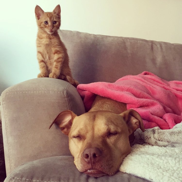 This rescued dog finally gets a cat to care for because he is cat-obsessed 11