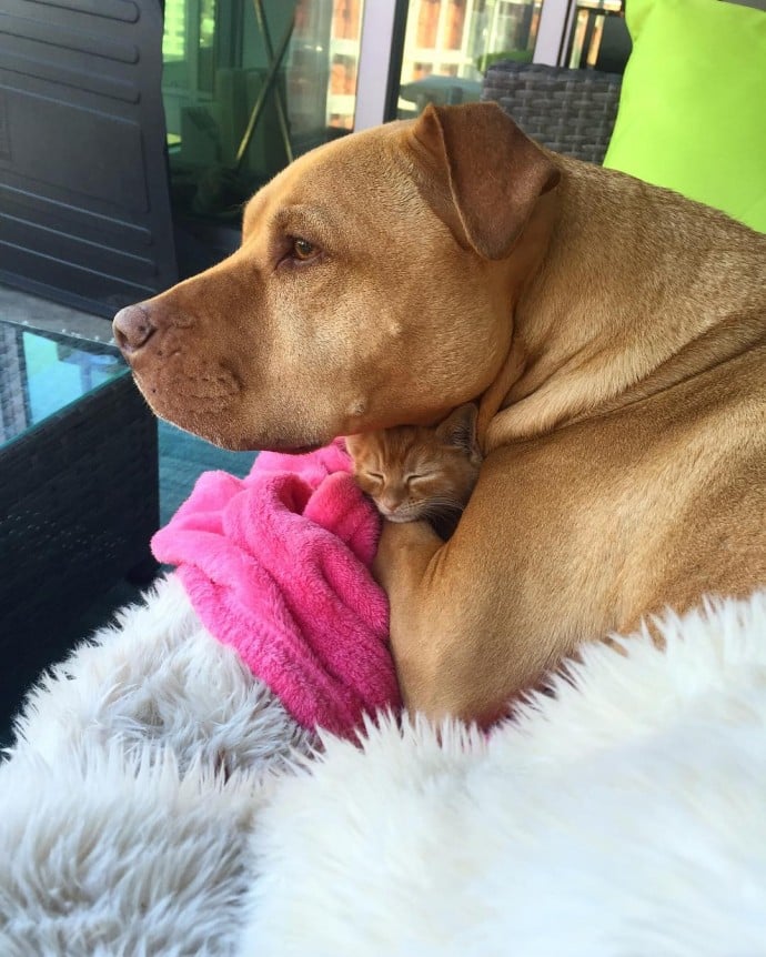 This rescued dog finally gets a cat to care for because he is cat-obsessed 12