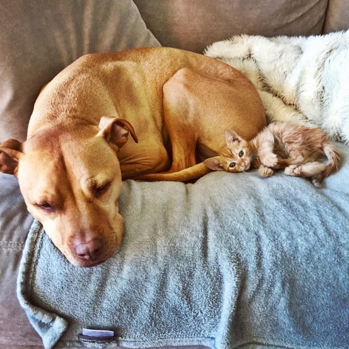 This rescued dog finally gets a cat to care for because he is cat-obsessed