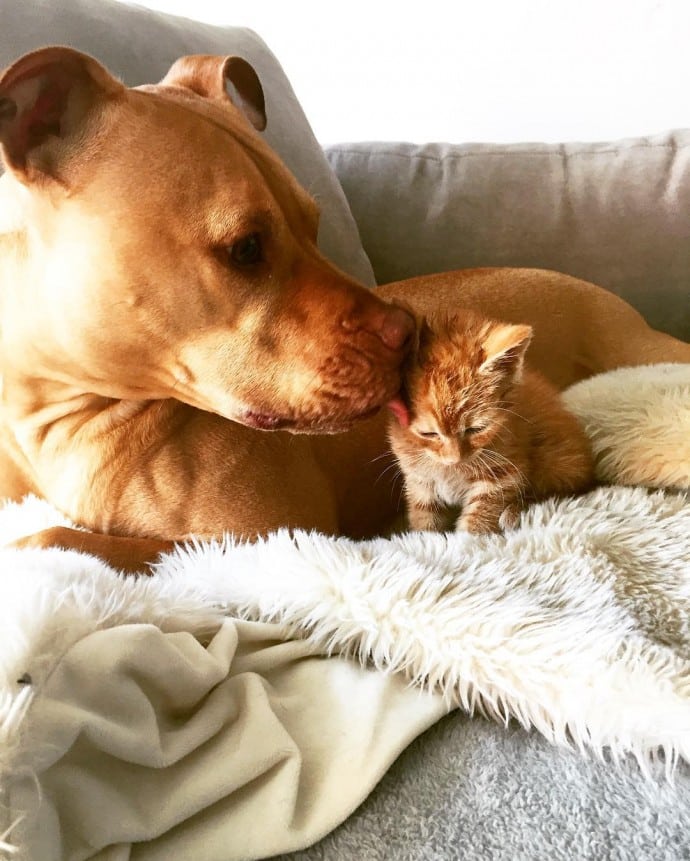 This rescued dog finally gets a cat to care for because he is cat-obsessed 3