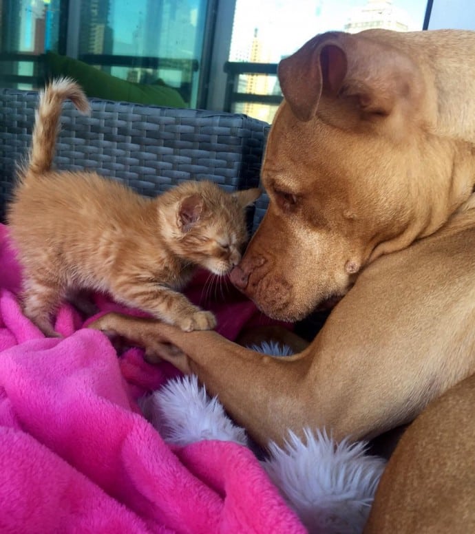 This rescued dog finally gets a cat to care for because he is cat-obsessed 4