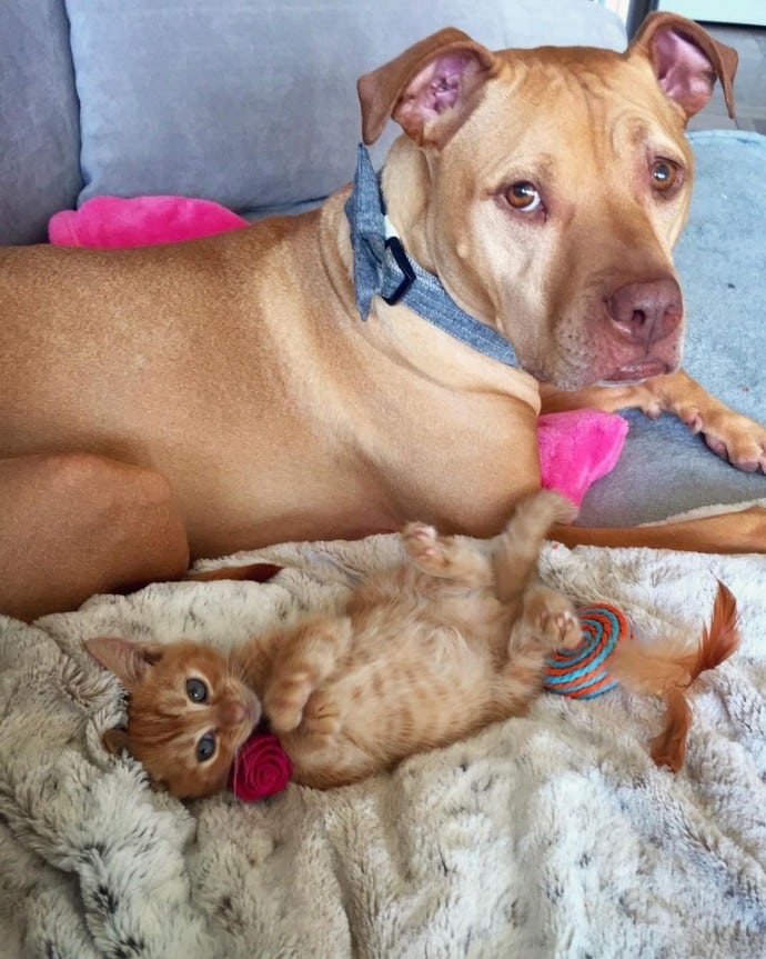 This rescued dog finally gets a cat to care for because he is cat-obsessed 5