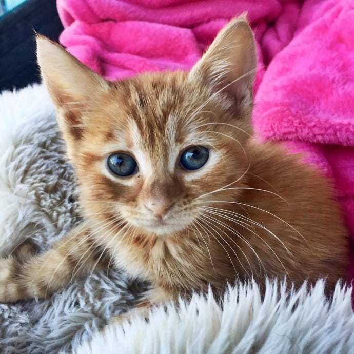 This rescued dog finally gets a cat to care for because he is cat-obsessed 6