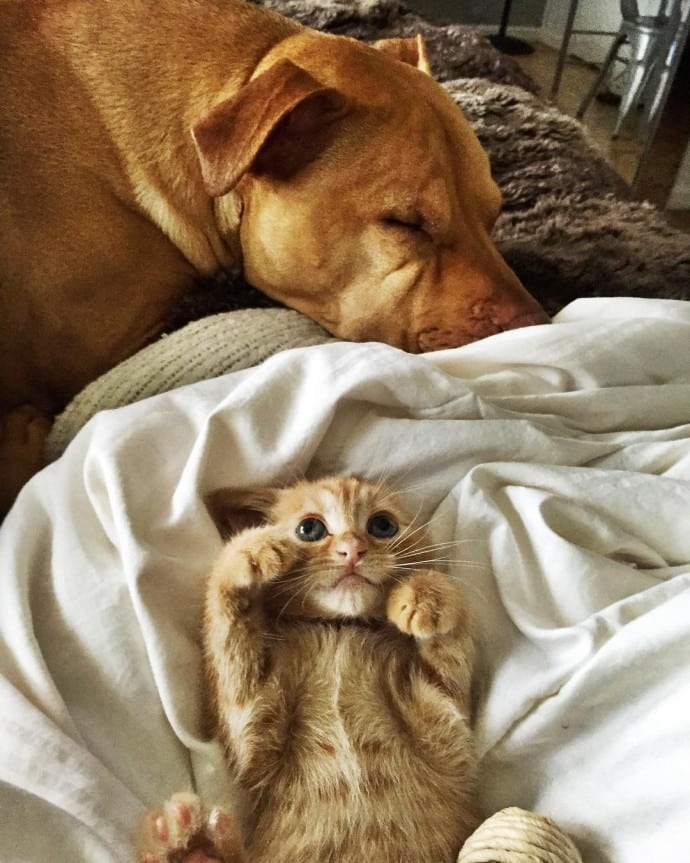 This rescued dog finally gets a cat to care for because he is cat-obsessed 7