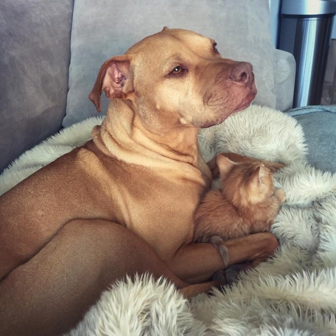 This rescued dog finally gets a cat to care for because he is cat-obsessed 8