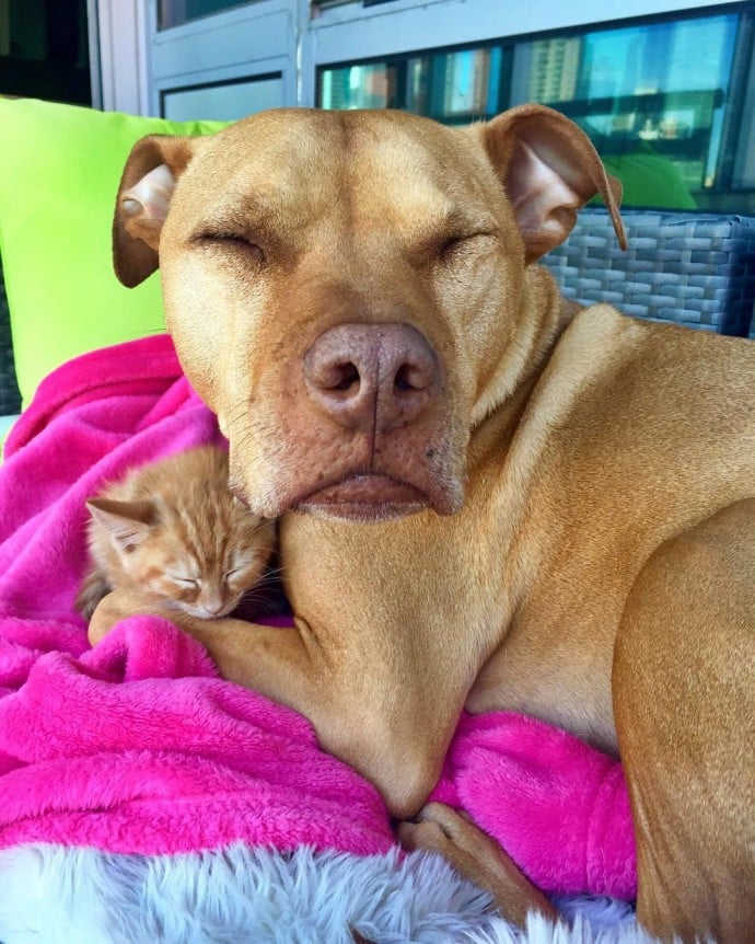 This rescued dog finally gets a cat to care for because he is cat-obsessed 9