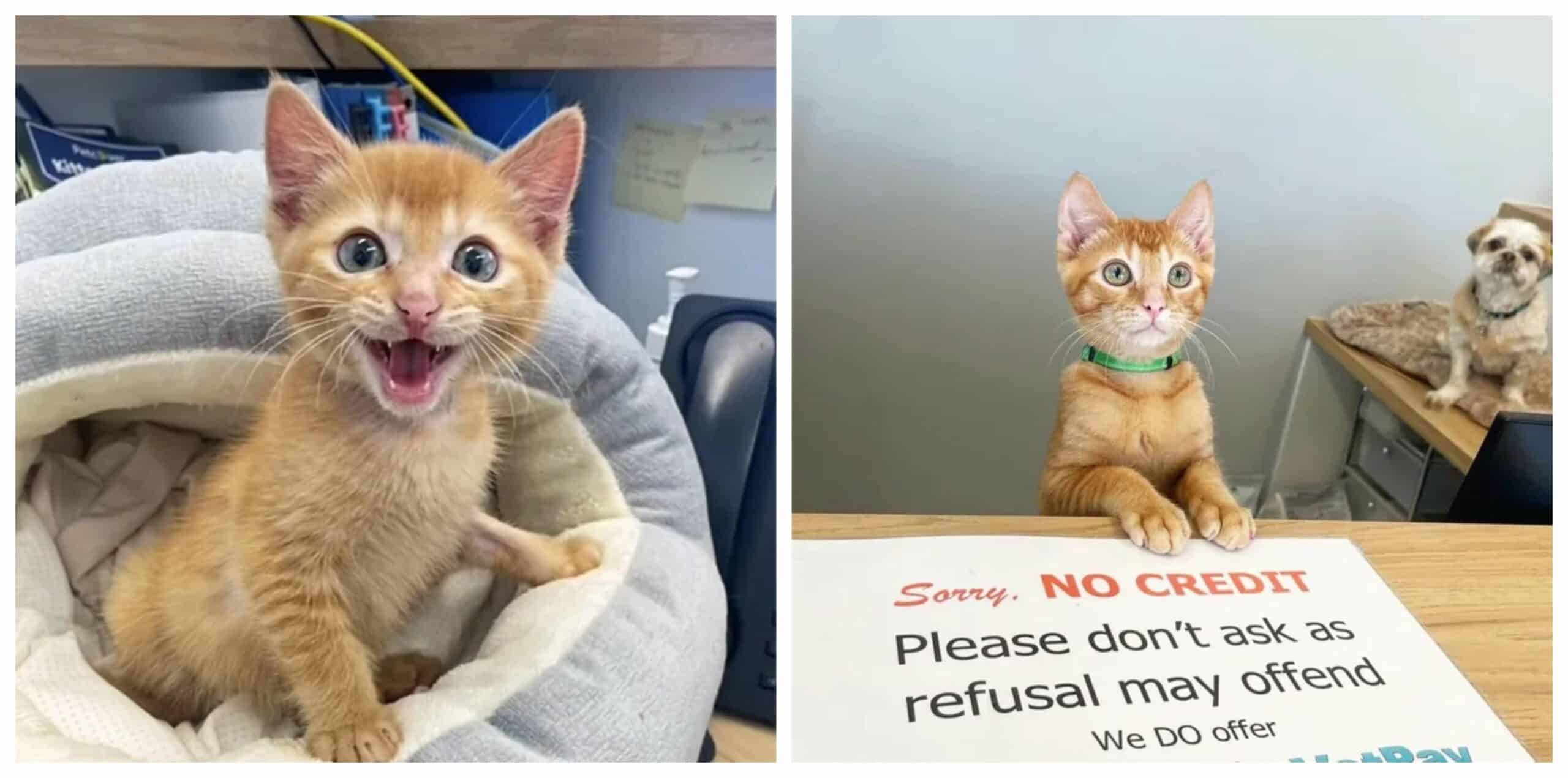 Kitten seeks help at the veterinarian’s clinic but ends up taking charge of the facility