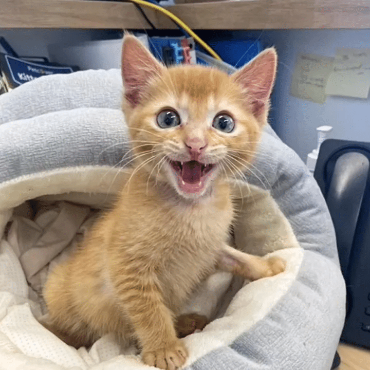 Kitten seeks help at the veterinarian's clinic but ends up taking charge of the facility