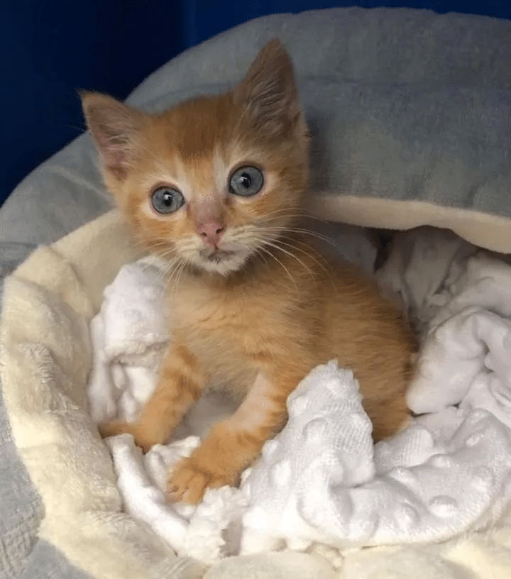 Kitten seeks help at the veterinarian's clinic but ends up taking charge of the facility