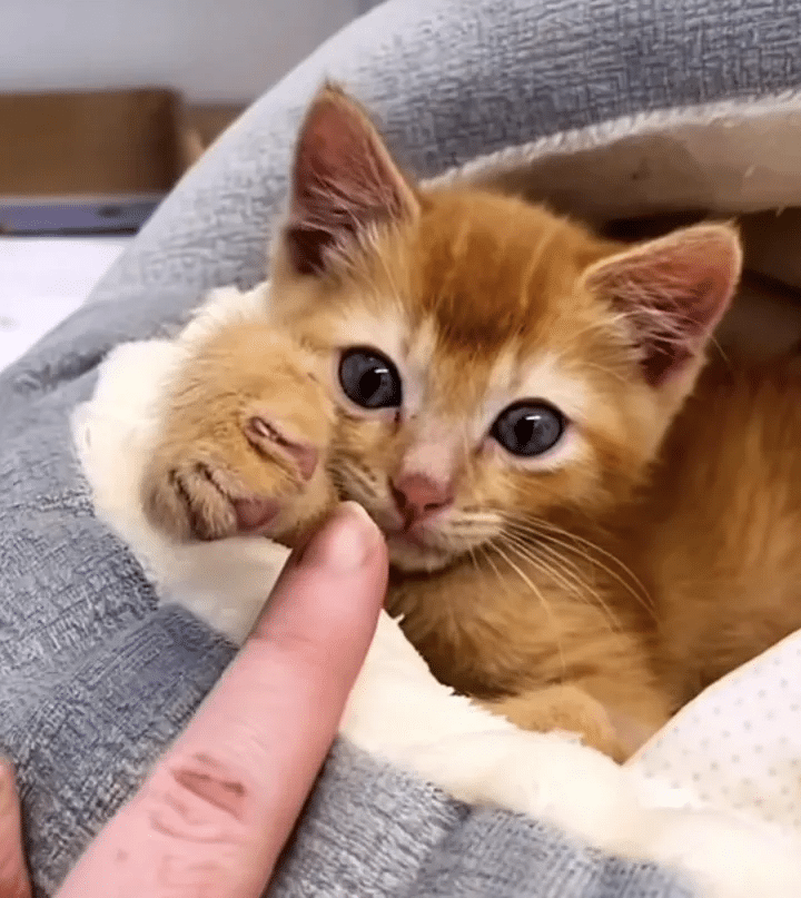 Kitten seeks help at the veterinarian's clinic but ends up taking charge of the facility