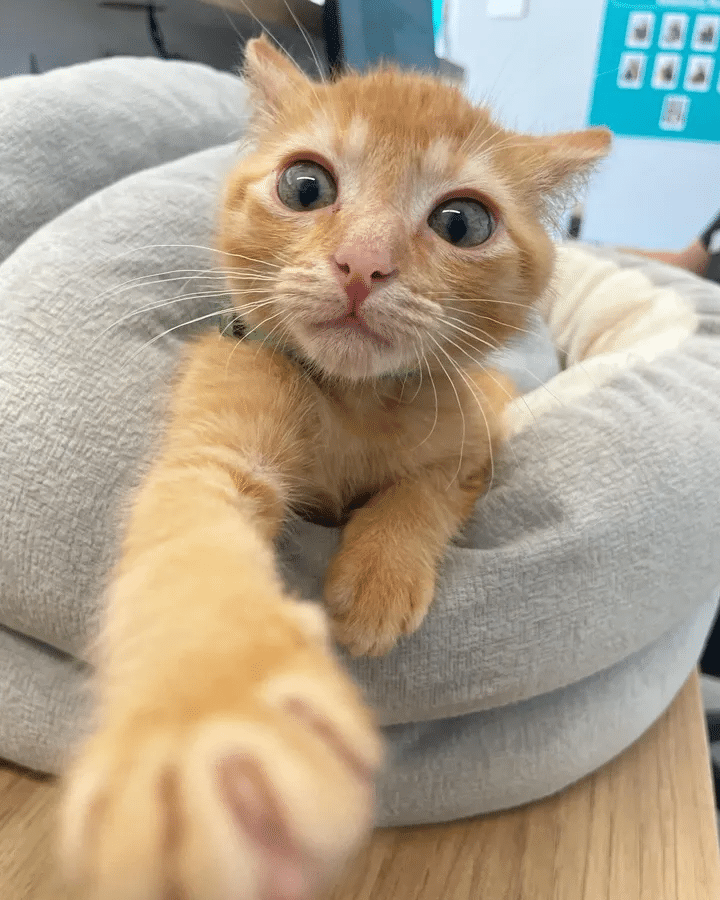 Kitten seeks help at the veterinarian's clinic but ends up taking charge of the facility