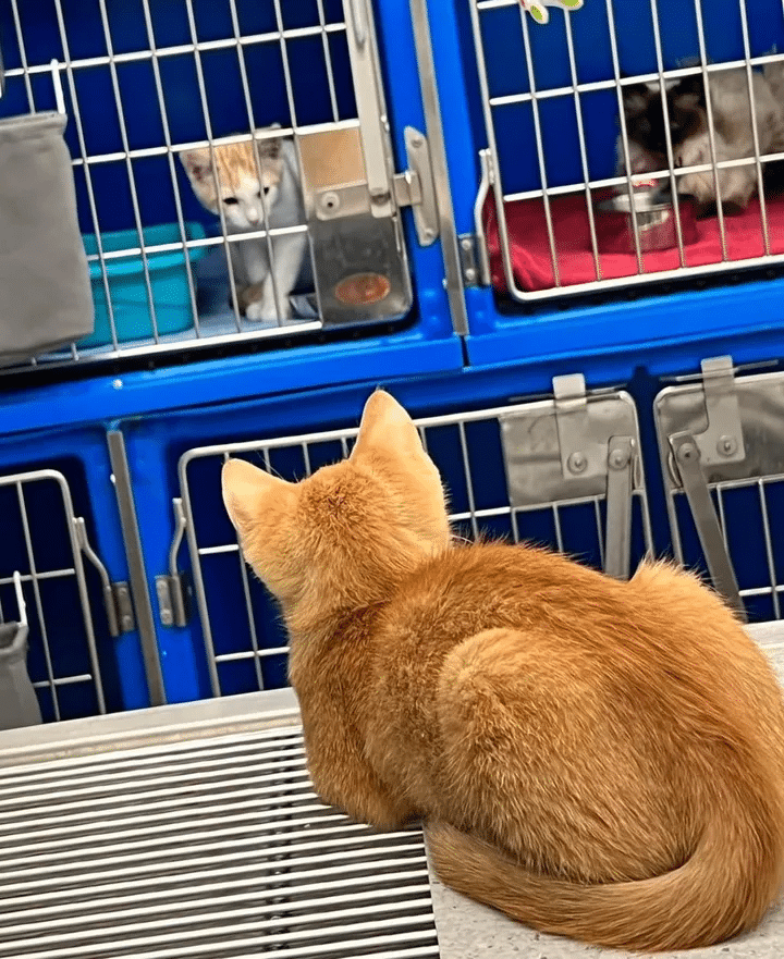 Kitten seeks help at the veterinarian's clinic but ends up taking charge of the facility