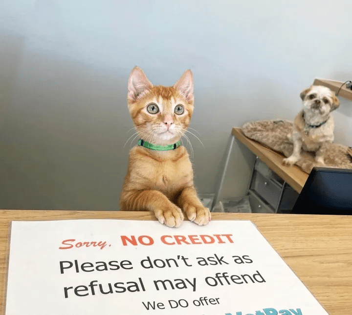 Kitten seeks help at the veterinarian's clinic but ends up taking charge of the facility