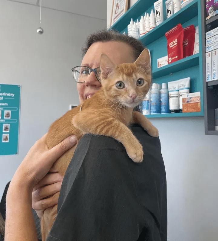 Kitten seeks help at the veterinarian's clinic but ends up taking charge of the facility
