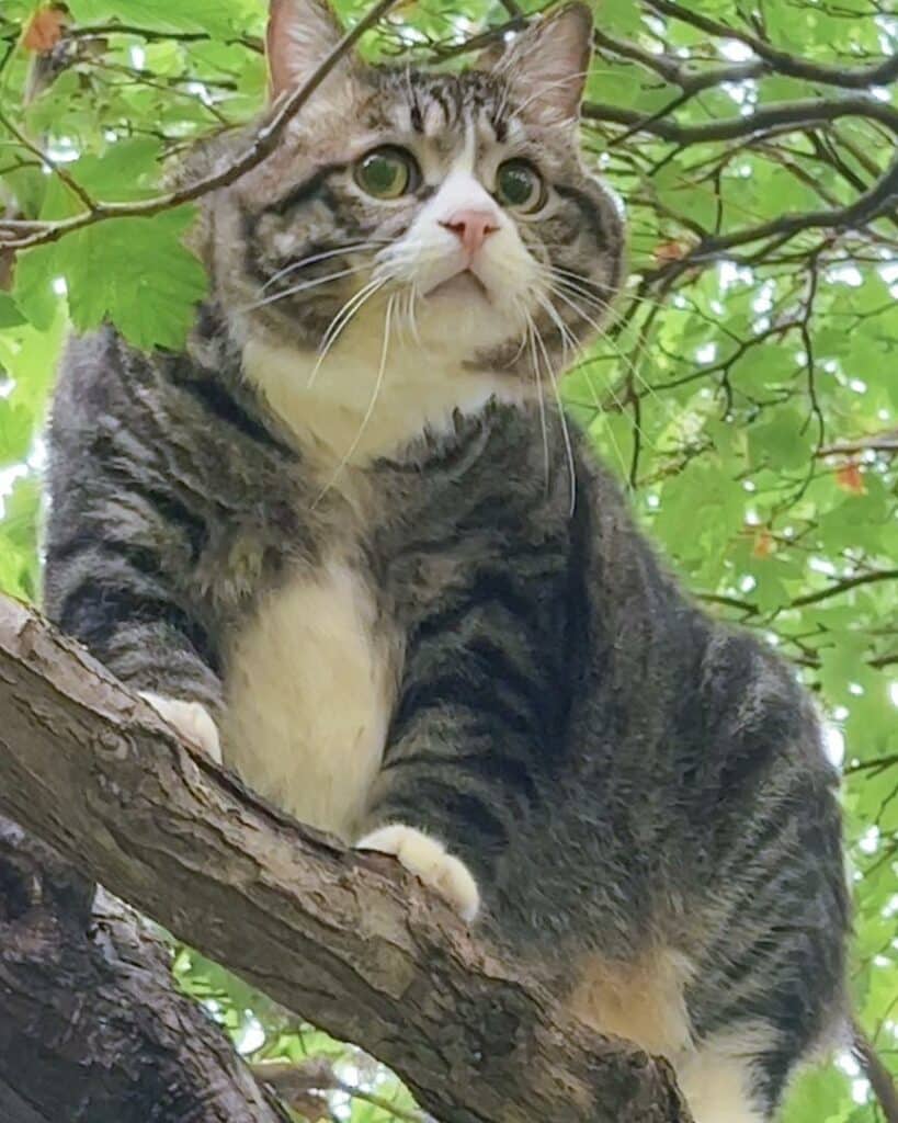 cat climb tree 3