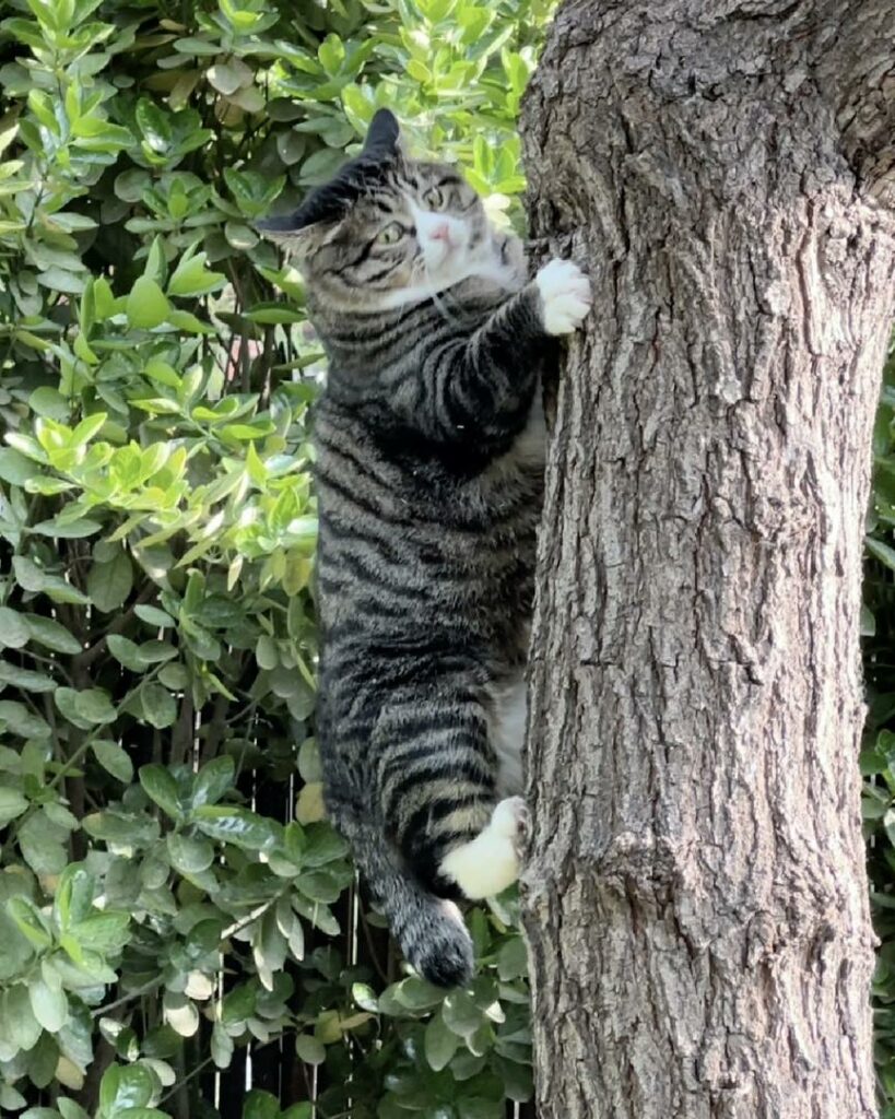 cat climb tree 1