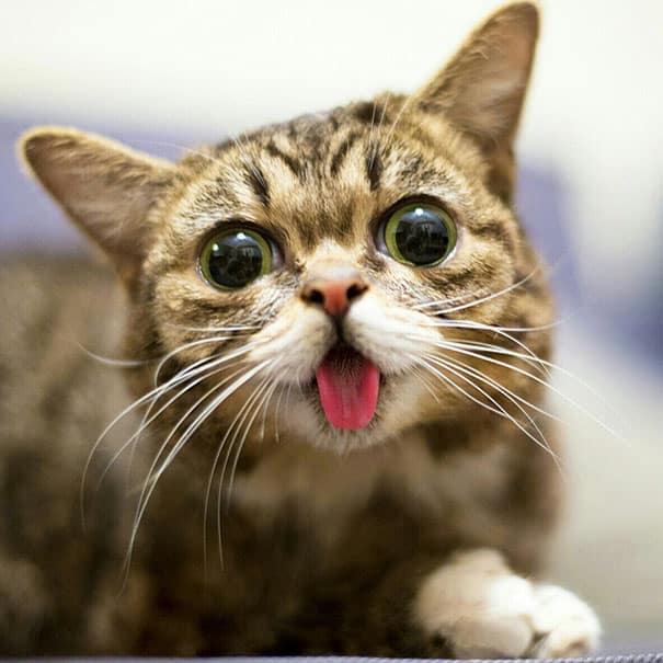 The Cute Tiny Kitten 6