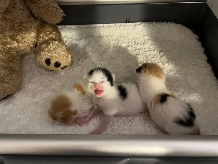 Kind People Turn Their Lives Around After Finding Kittens in a Tire-Filled Tractor Trailer