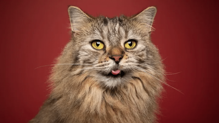 10 Interesting Facts About Norwegian Forest Cats 1
