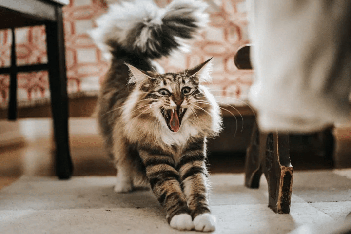 10 Interesting Facts About Norwegian Forest Cats 2