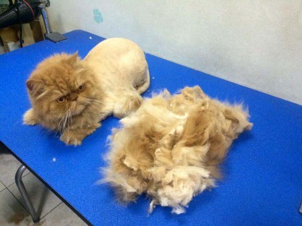 Felines Displeased with their Latest Grooming Looks - Mykittenhouse