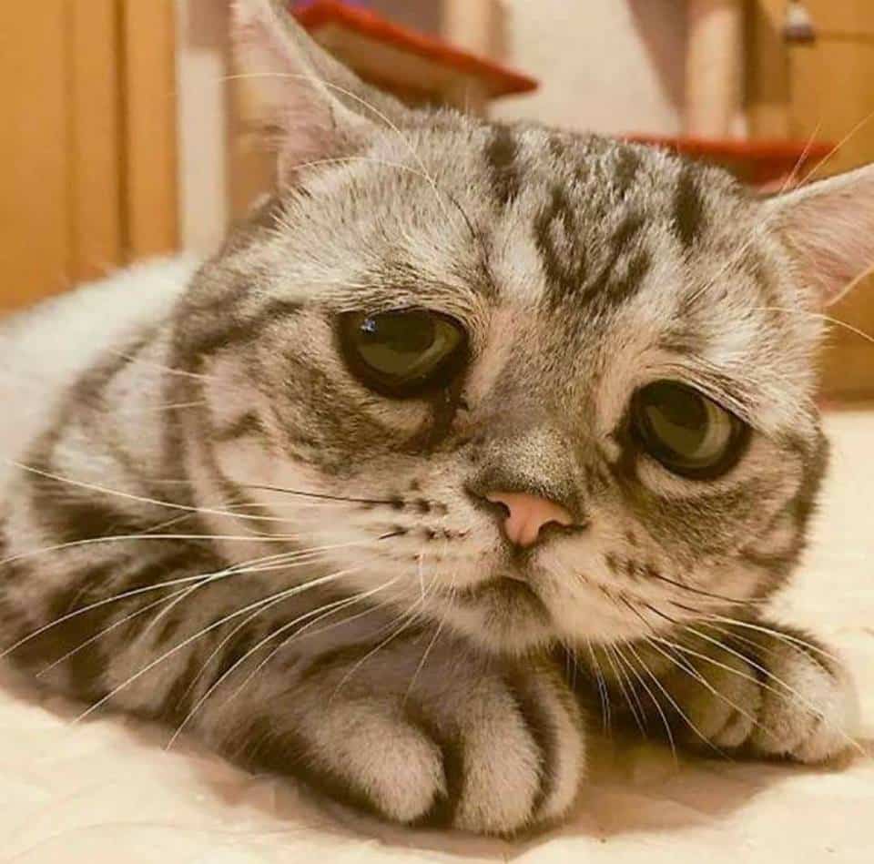 Meet Luhu, the Internet’s most sad-looking cat