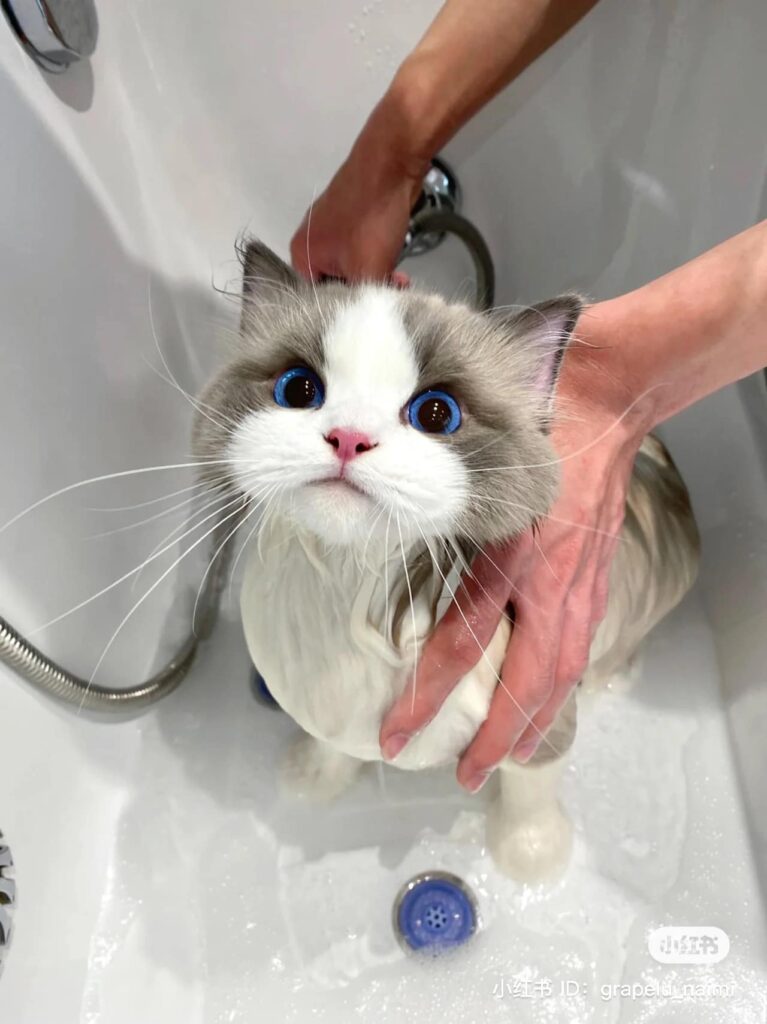 Angry face of cute cat when first bathed 1