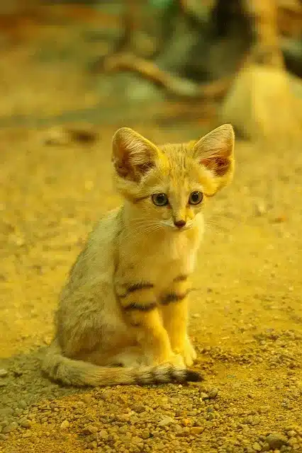 Elusive Sand Cat 4