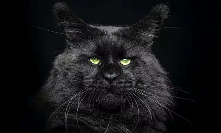 Black-Maine-Coon-2