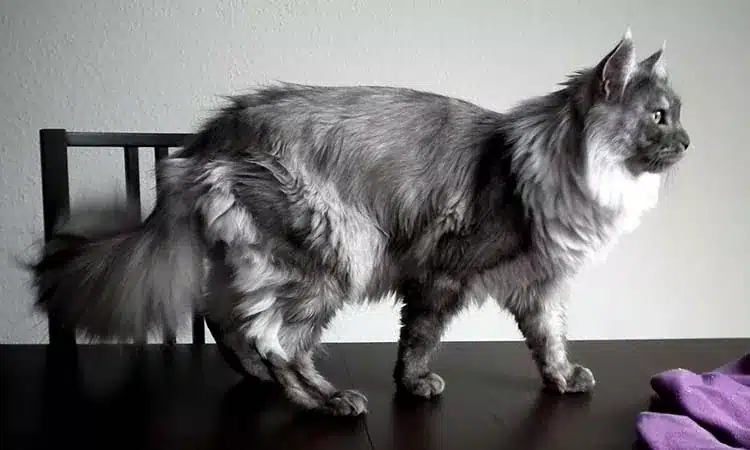 Black-Smoke-Maine-Coon